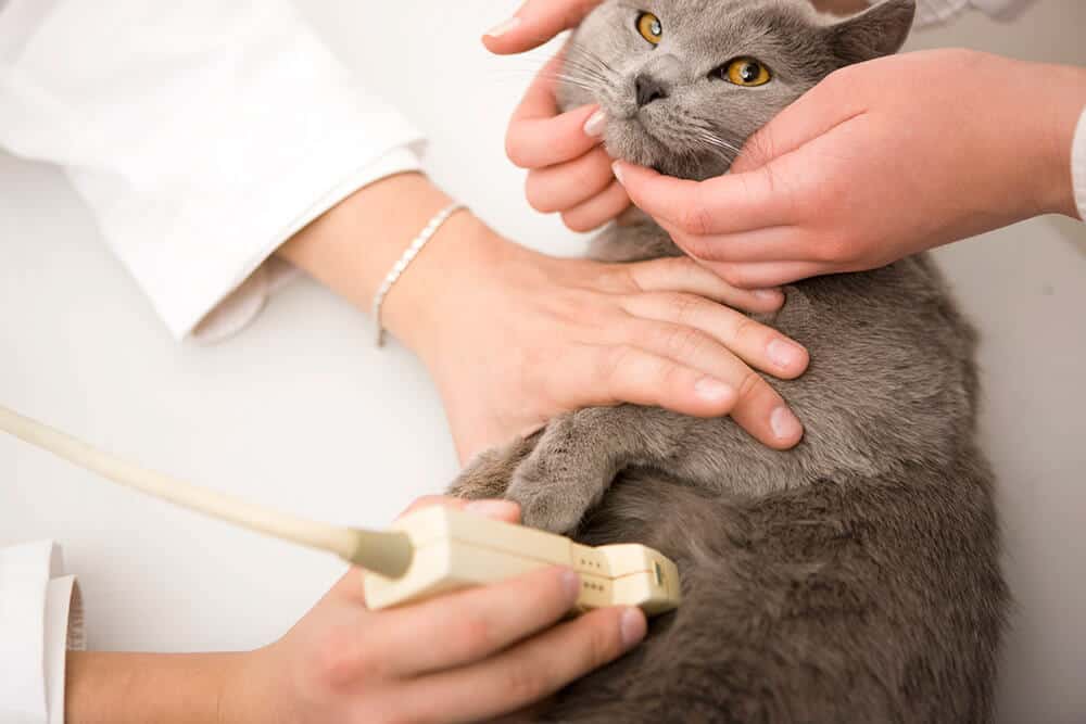 Cat Ultrasound