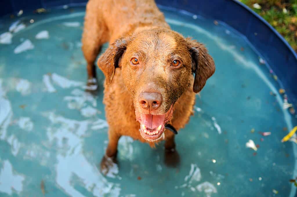 Wellness Exams | Crossroads Animal Hospital, Burnsville MN