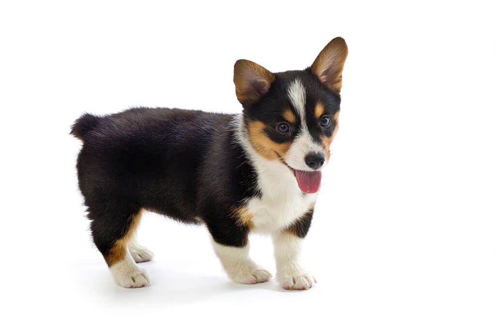 Corgi