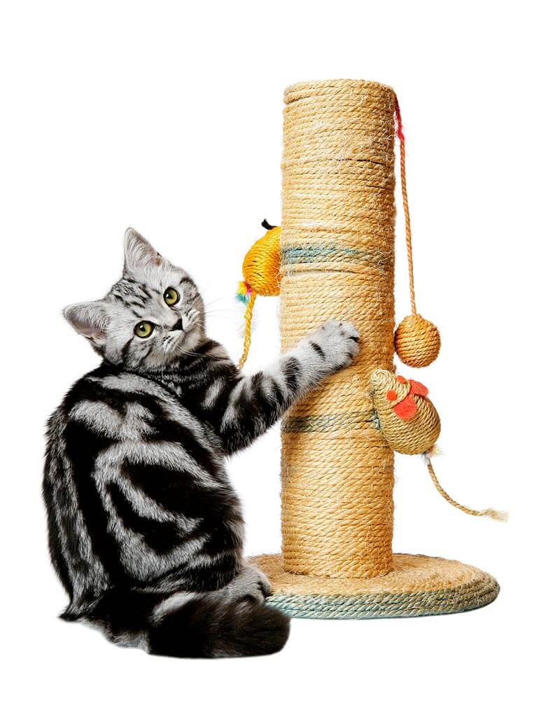 Kitty Scratch Post