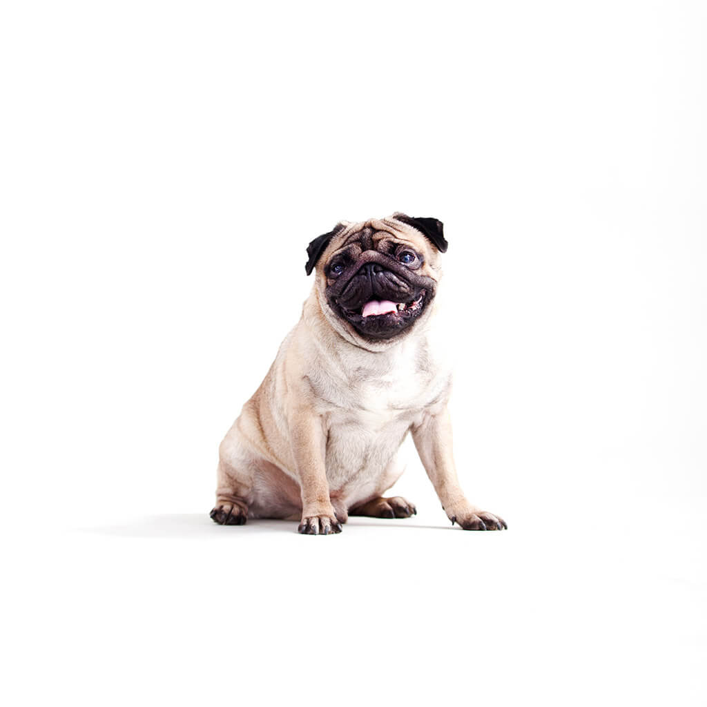 Pug