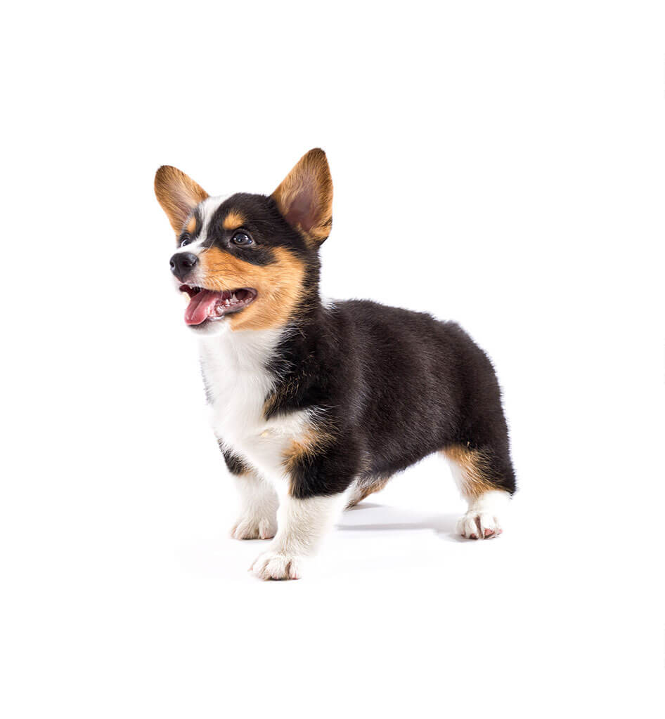Corgi