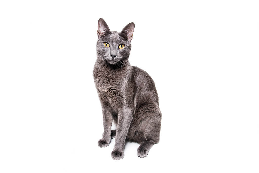 Gray Cat